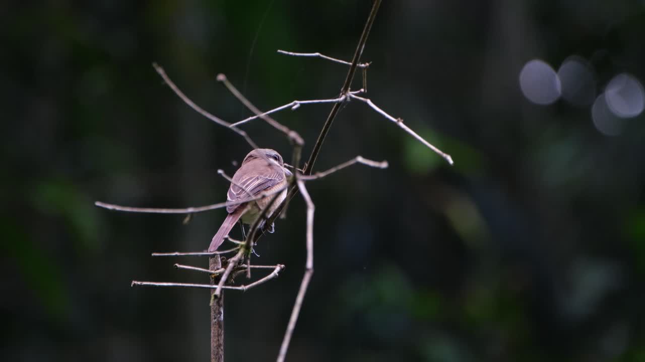 posado dentro de unas ramitas mirando a la izquierda y a la derecha, actuación en "the shrike" marrón lanius cristatus, filipinas