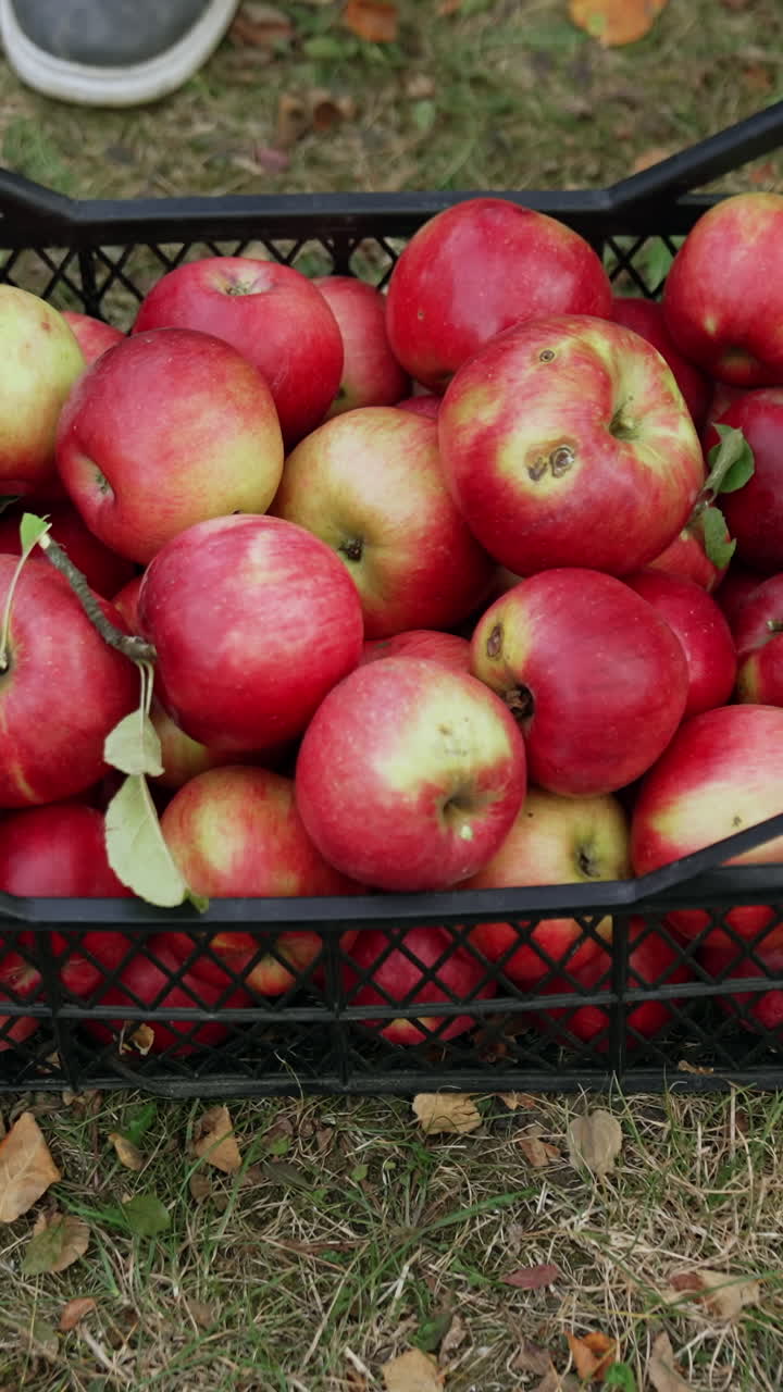 Male hands put the crate of apples on the ground. Fresh organic fruit gathered in autumn. Vertical video