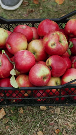 male hands put the crate of apples on the ground. fresh organic fruit gathered in autumn. vertical video