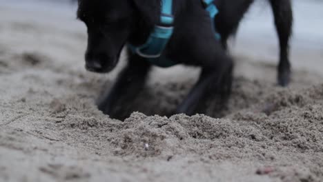 varias tomas en cámara lenta y velocidad regular de un perro pequeño, negro, de raza mixta, que lleva un arnés azul claro y juega en una playa de arena en un agradable día de invierno en vancouver, columbia británica, canadá
