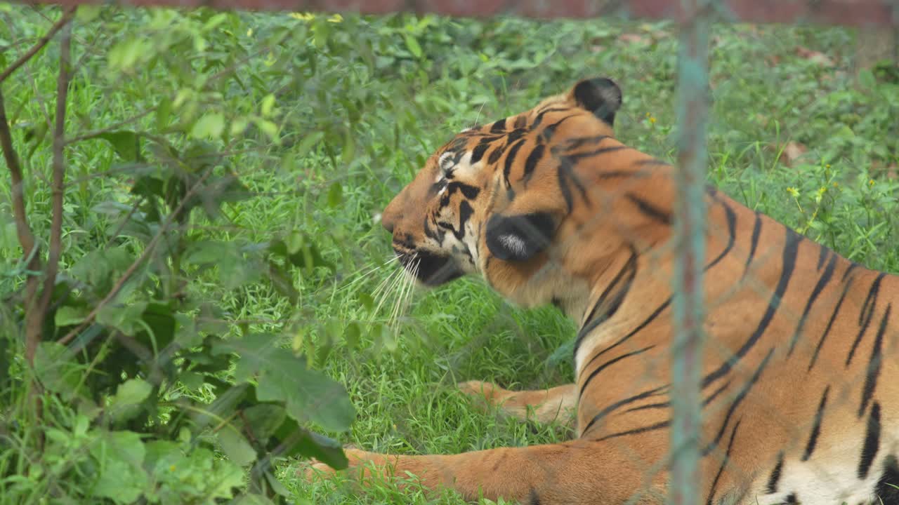 Tigre strejfer rundt i zoologisk have