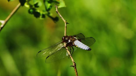 wild dragonfly perched on the twig of the plant