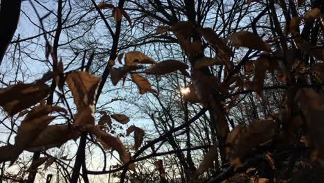 Walking-on-a-forest-road-with-the-sun-up-in-the-sky-and-the-sunlight-getting-through-the-tree-branches-on-early-spring-season