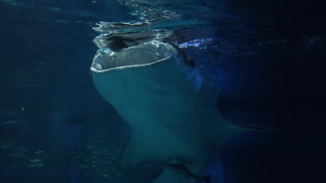 gentle giant glides through underwater habitat