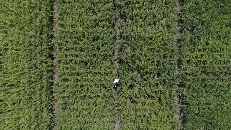 vuelo sobre el campo de maíz agrícola verde