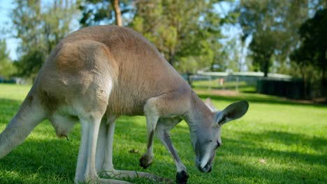 slow motion, red kangaroo standing on grass on a sunny day