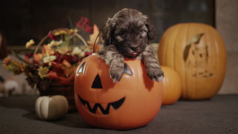 Cute-puppy-in-a-decorative-pumpkin,-Halloween-decorations-nearby.-4k-video