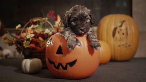cute puppy in a decorative pumpkin, halloween decorations nearby. 4k video