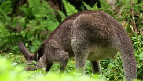 single australia grey kangaroo eating