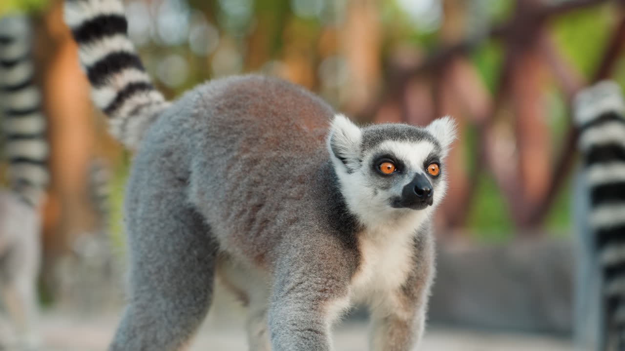 Lêmure vigilante em recinto ensolarado, comportamento de explorador atento com a cauda levantada, caminhada lenta por um caminho de pedra, olhos laranja vibrantes e pelo macio marrom-acinzentado, cercado de madeira ao fundo, luz quente do final da tarde.