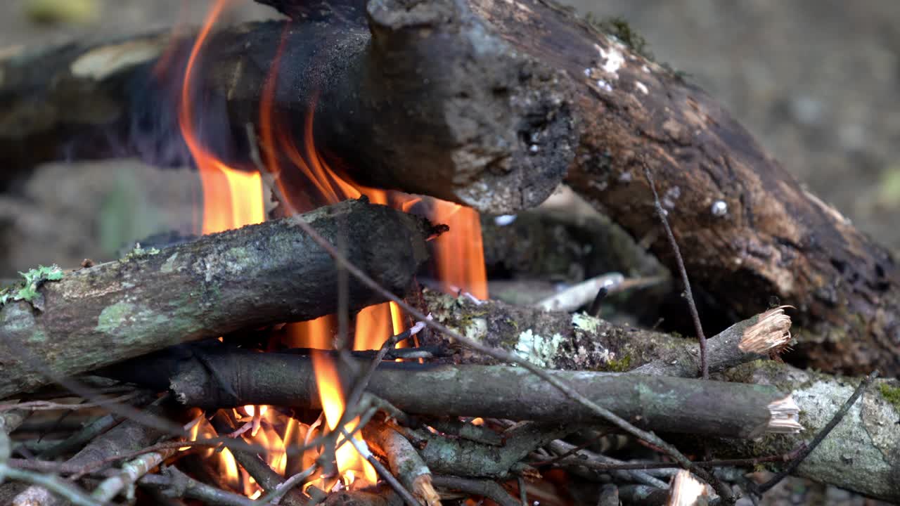 소나무 숲에서 불타는 불꽃의 4k 클로즈업  화재 소나무 나무 캠프 파이어 모험 캠핑 및 여행 개념