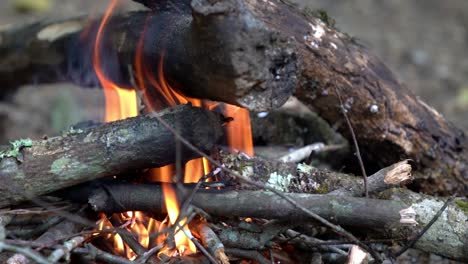 4k close up shot of burning flames firewood bonfire in pine tree woodland. burning wood campfire in pine forest. adventure camping and travel concept.