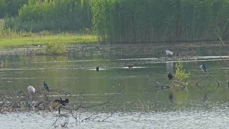 swimming and eating in a swamp