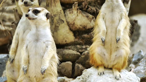 meerkats in an open zoo in thailand displaying natural behavior, standing upright, foraging, and interacting in a sandy, rocky habitat surrounded by logs and natural features