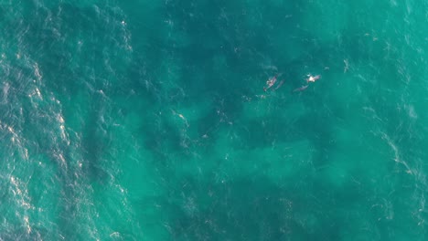 dolphins swimming in turquoise tropical water