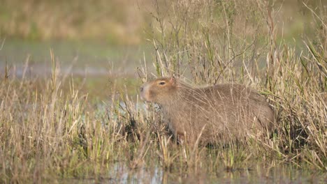 capybara standing in the wetland water. - wide shot