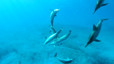 Toma-En-Cámara-Lenta-De-4k-De-Una-Pequeña-Manada-De-Delfines-Jugando-Entre-Ellos-En-Hermosas-Aguas-Claras-Frente-A-La-Costa-Oeste-De-Oahu