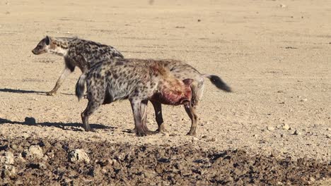 two male spotted hyenas bond with each other in the kalahari desert