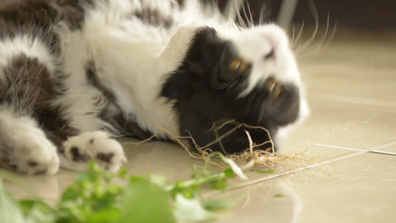 Cute Persian cat kitten rolling on floor chewing and rubbing against the root of Indian Acalypha catnip like plant that its root being attractive to domestic cats similar to catnip plant.
