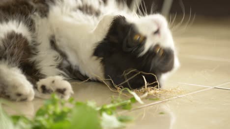 lindo gatito de gato persa rodando en el suelo masticando y frotando contra la raíz de la planta de acalypha india como si su raíz fuera atractiva para los gatos domésticos similar a la planta de hierba de gato.