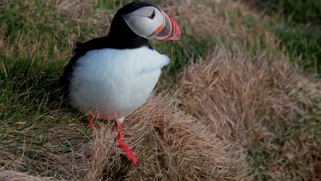 papagayo atlántico en un promontorio ventoso de látrabjarg en los fiordos occidentales de islandia