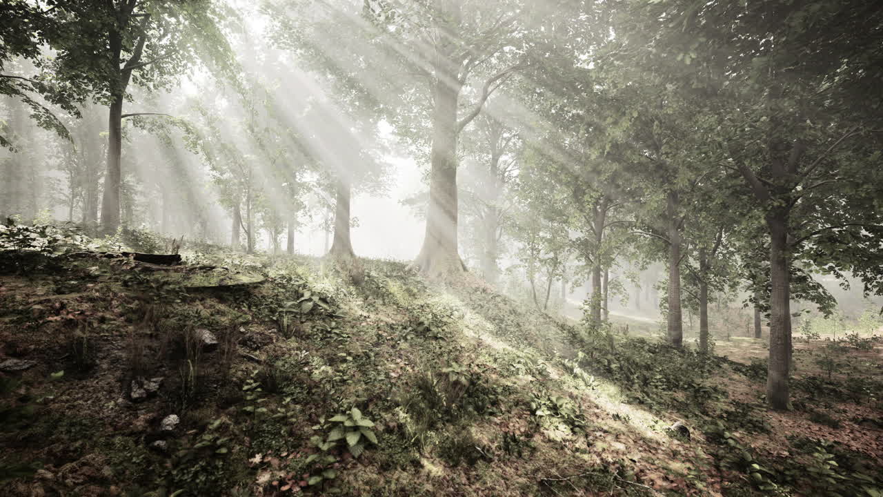 봄에 푸른 숲에서  ⁇ 빛