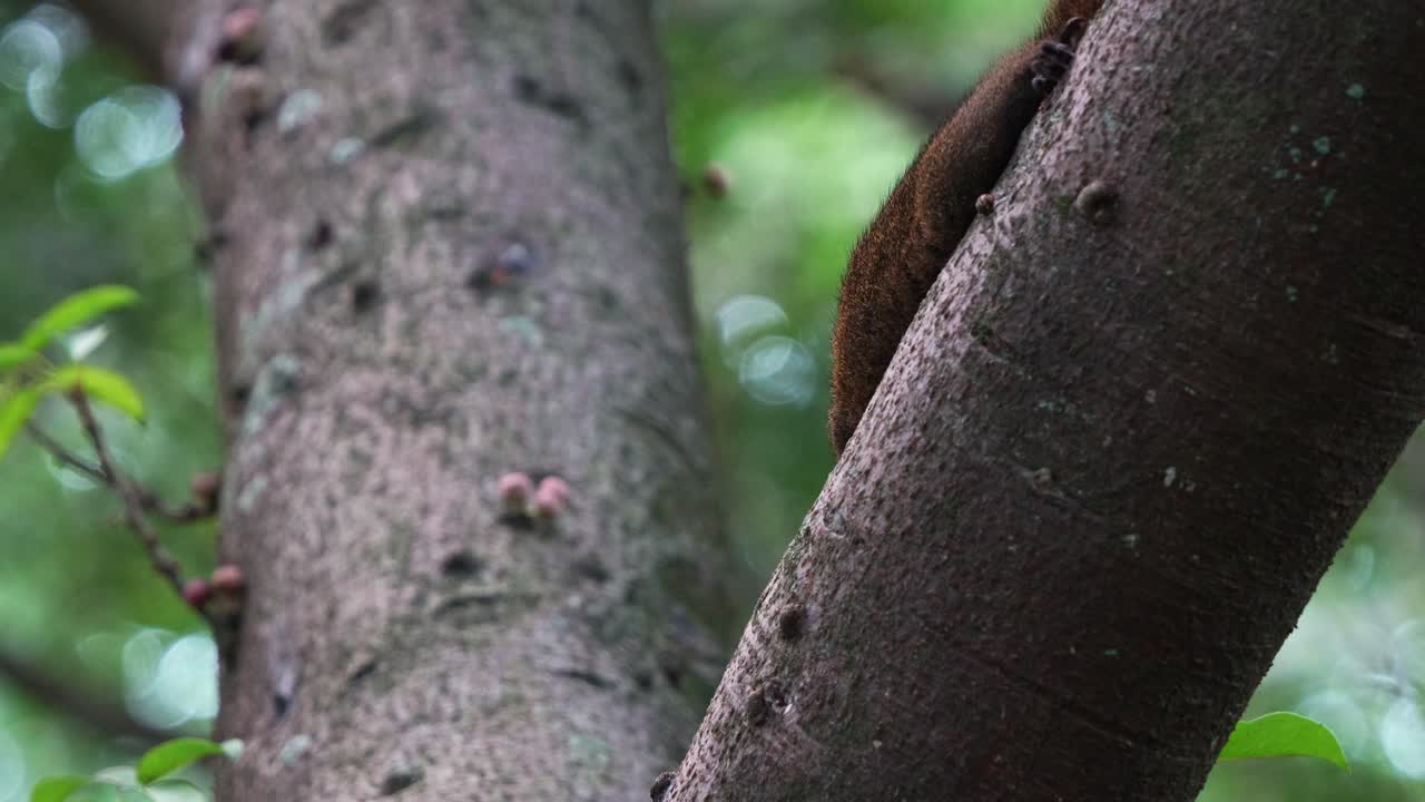 pequeña ardilla de pallas lindo avistado en la corteza del árbol, utiliza sus pequeñas patas para sostener y mordisquear la comida en el parque forestal ecológico, disparo de cerca