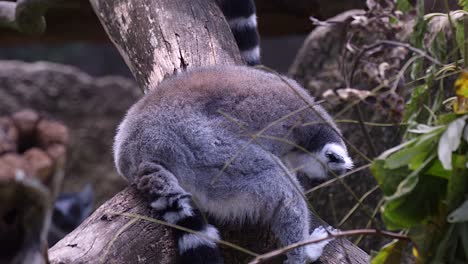 un lémur de cola anillada acicalándose mientras se sienta en una rama de árbol - de cerca