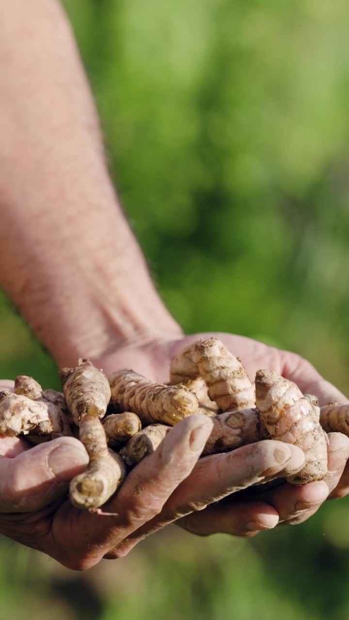 Mani che tengono radici di curcuma appena raccolte all'aperto