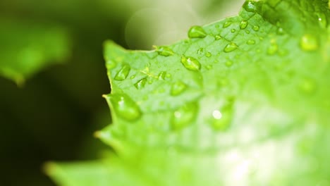 水滴在叶子的表面上