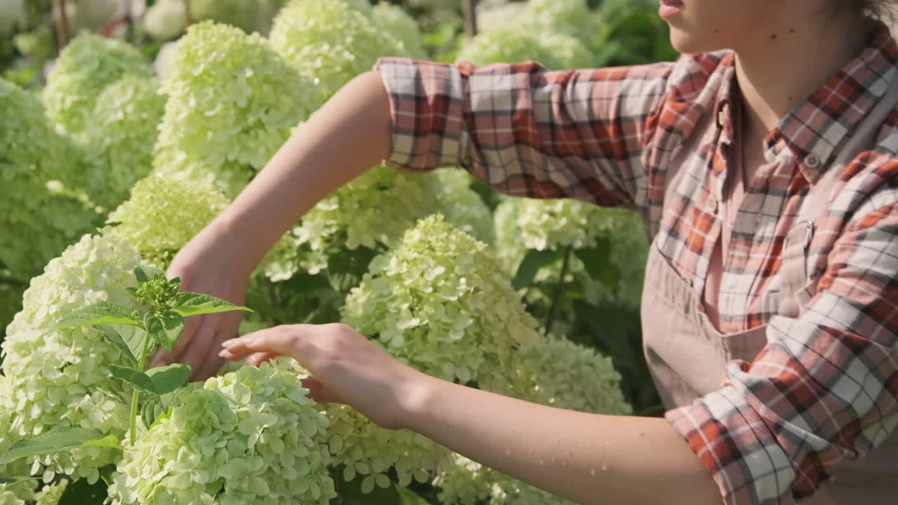 Woman tending to hydrangeas