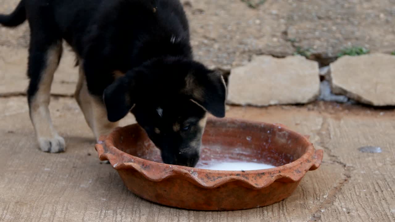 dos cachorros comiendo del cuenco de leche en el jardín