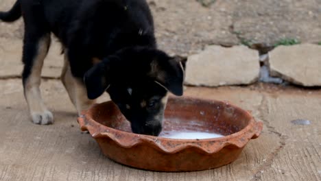 two puppies eating from milk bowl in the garden