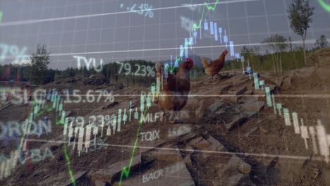 brown chickens walking on rocky clearing under translucent stock grid lines and candlestick charts