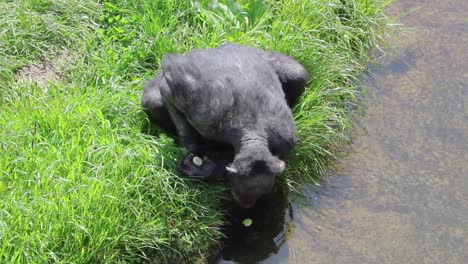 adult chimpanzee cleans food before eating