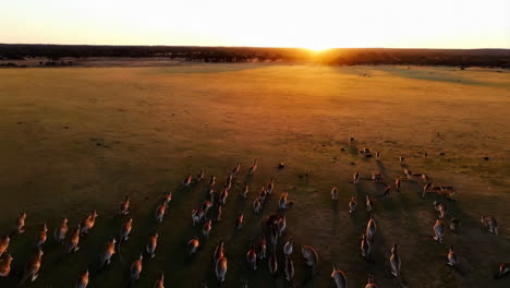kangaroos at sunset in the australian outback