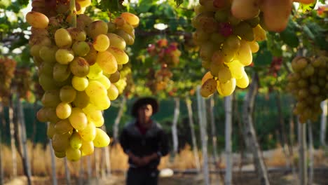 Vineyard-worker-walks-among-vines,-cuts-off-golden-yellow-grape-bunch