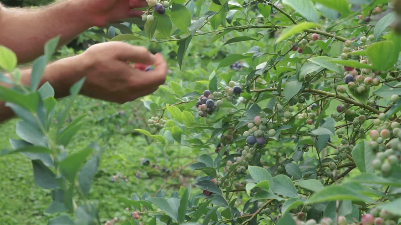 덤불에서 블루베리를 따는 남성 손의 슬로우 모션 확대, 클로즈업