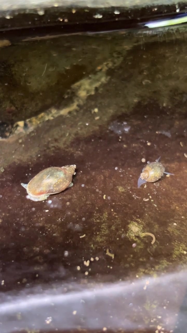Two Freshwater Snails Moving Slowly on Submerged Rock