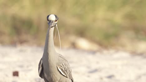 yellow crowned night heron walking on sandy beach coast close up