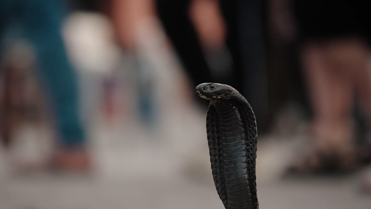 Close up of a cobra snake with hood raised in Jemaa El Fna square, Marrakech Medina