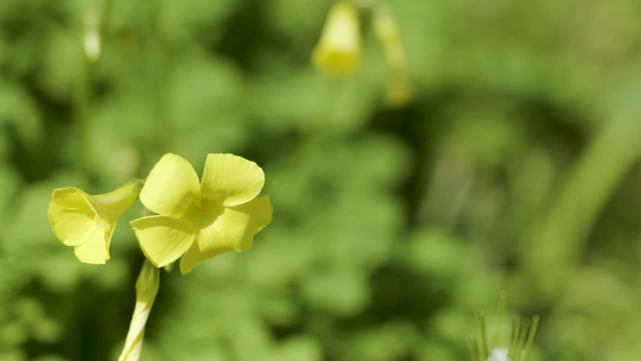 Yellow oxalis flower gently sways in sunlight, close-up macro with soft blurred background