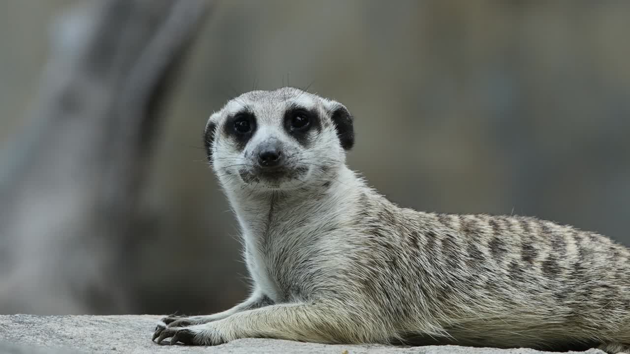 Closeup of Alert Meerkat Looking Around with Curious Expression in Natural Habitat