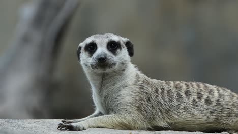 closeup of alert meerkat looking around with curious expression in natural habitat
