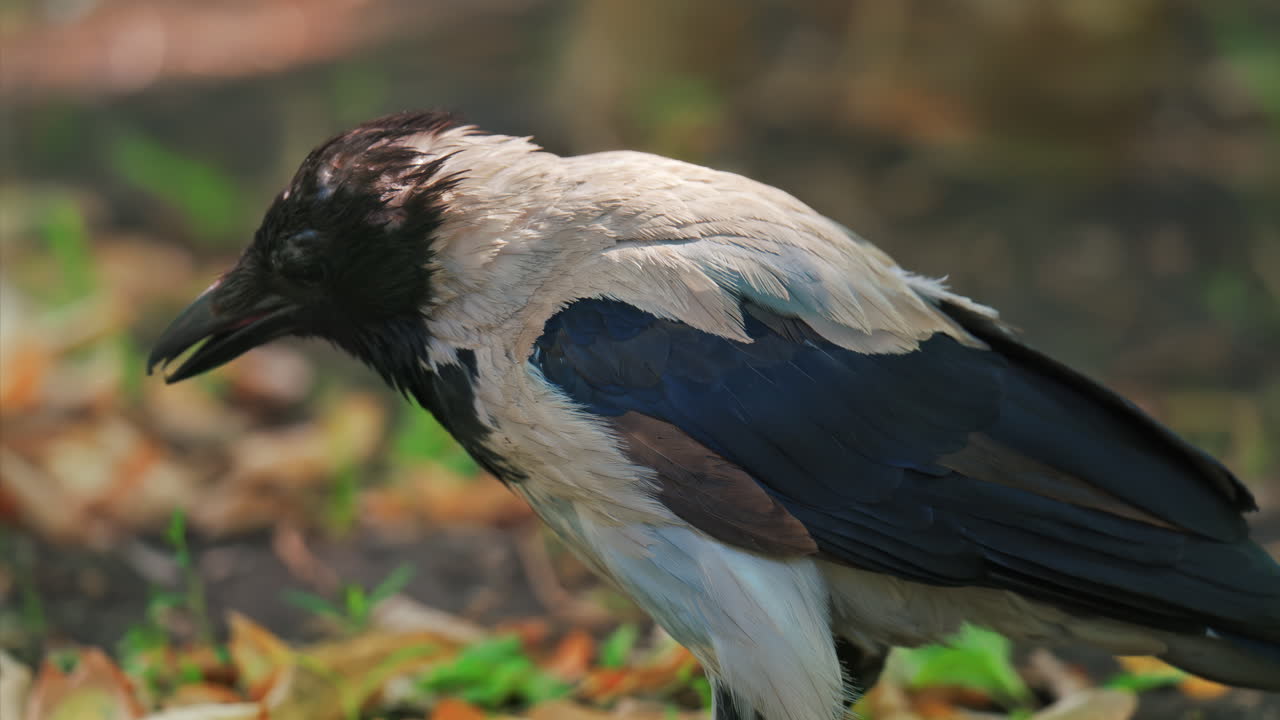 A hooded crow searches for food on the ground, pecking near a soil mound surrounded by fallen leaves and grass