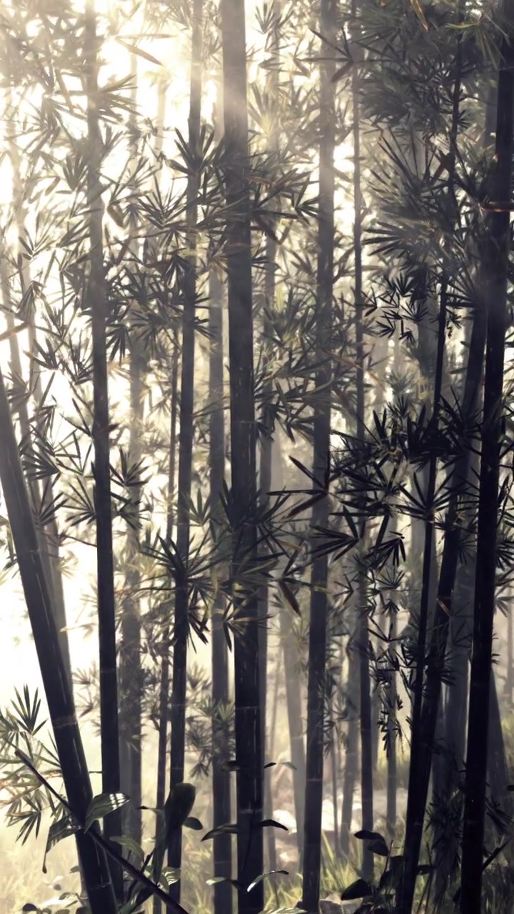 Luce solare che filtra attraverso alberi di bambù in una foresta nebbiosa nelle ore mattutine.