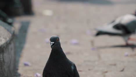 Feet-Of-People-Walking-In-The-Street-Passing-By-Rock-Doves-In-Antigua-City,-Guatemala