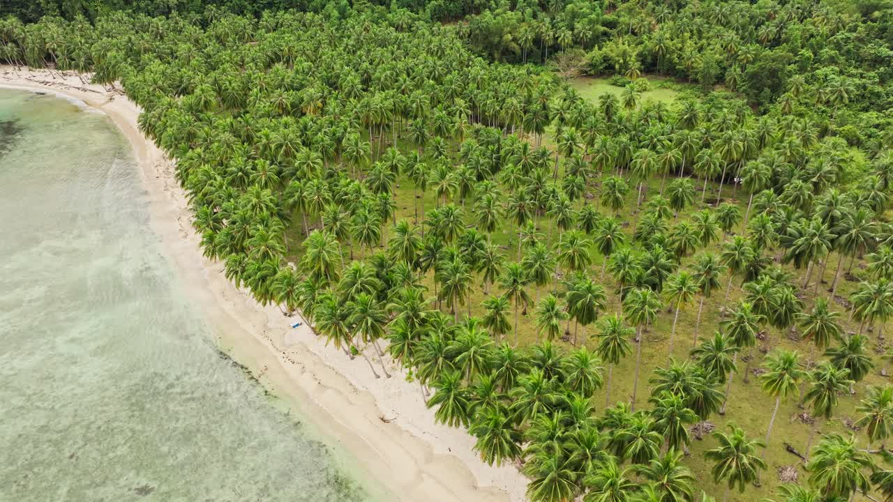 Rows of coconut palms forming tropical plantation landscape by sandy coast