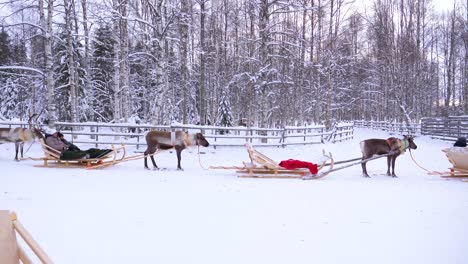 reindeer sled ride comes to an end in finnish lapland, with tourists wrapping up their winter adventure