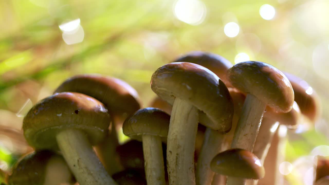 hongos armillaria de agarico de miel en un bosque soleado bajo la lluvia.
